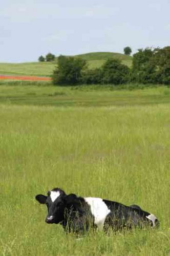 Keeping Homestead Dairy Cows